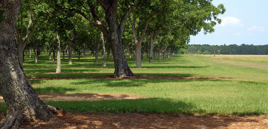 History of Pecans