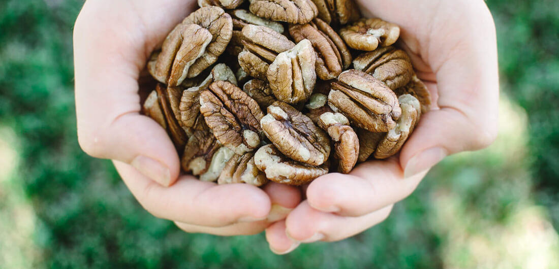 Killer Pecans Texas Mammoth Pecans